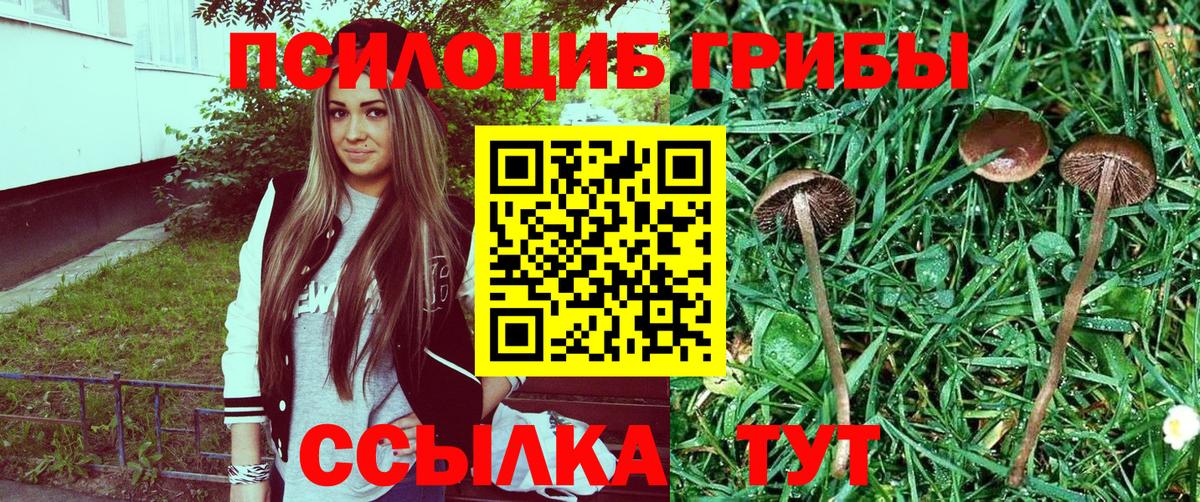 Канск  как найти   Вход с VPN  Галлюциногенные грибы Psilocybe 